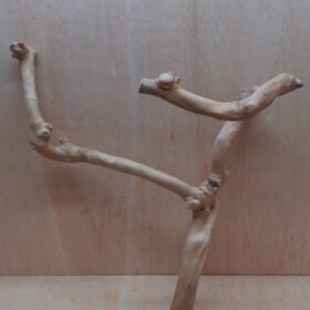 Java Wood - Double Stem - Large 18