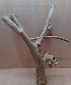 Java Wood - Double Stem - XL 20