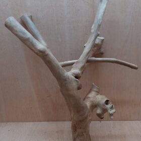 Java Wood - Double Stem - XL 20