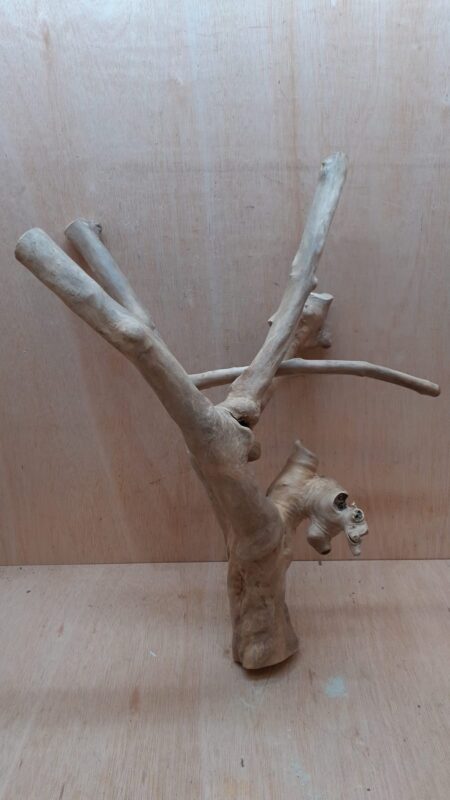 Java Wood - Double Stem - XL 20