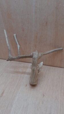 Java Wood - Double Stem - Medium 11