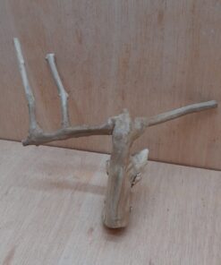 Java Wood - Double Stem - Medium 11