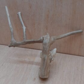 Java Wood - Double Stem - Medium 11