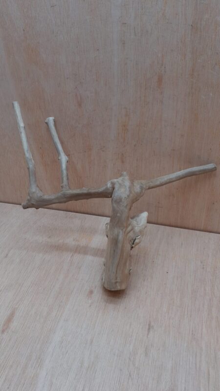 Java Wood - Double Stem - Medium 11