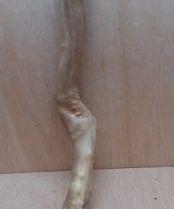 Java Wood - Single Stem - Large 12