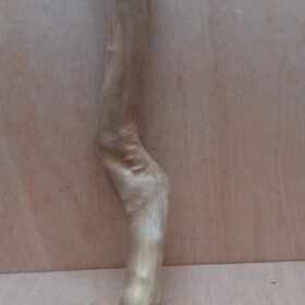 Java Wood - Single Stem - Large 12