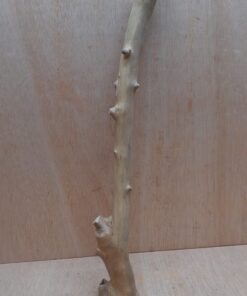 Java Wood - Single Stem - Large 14