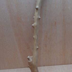 Java Wood - Single Stem - Large 14