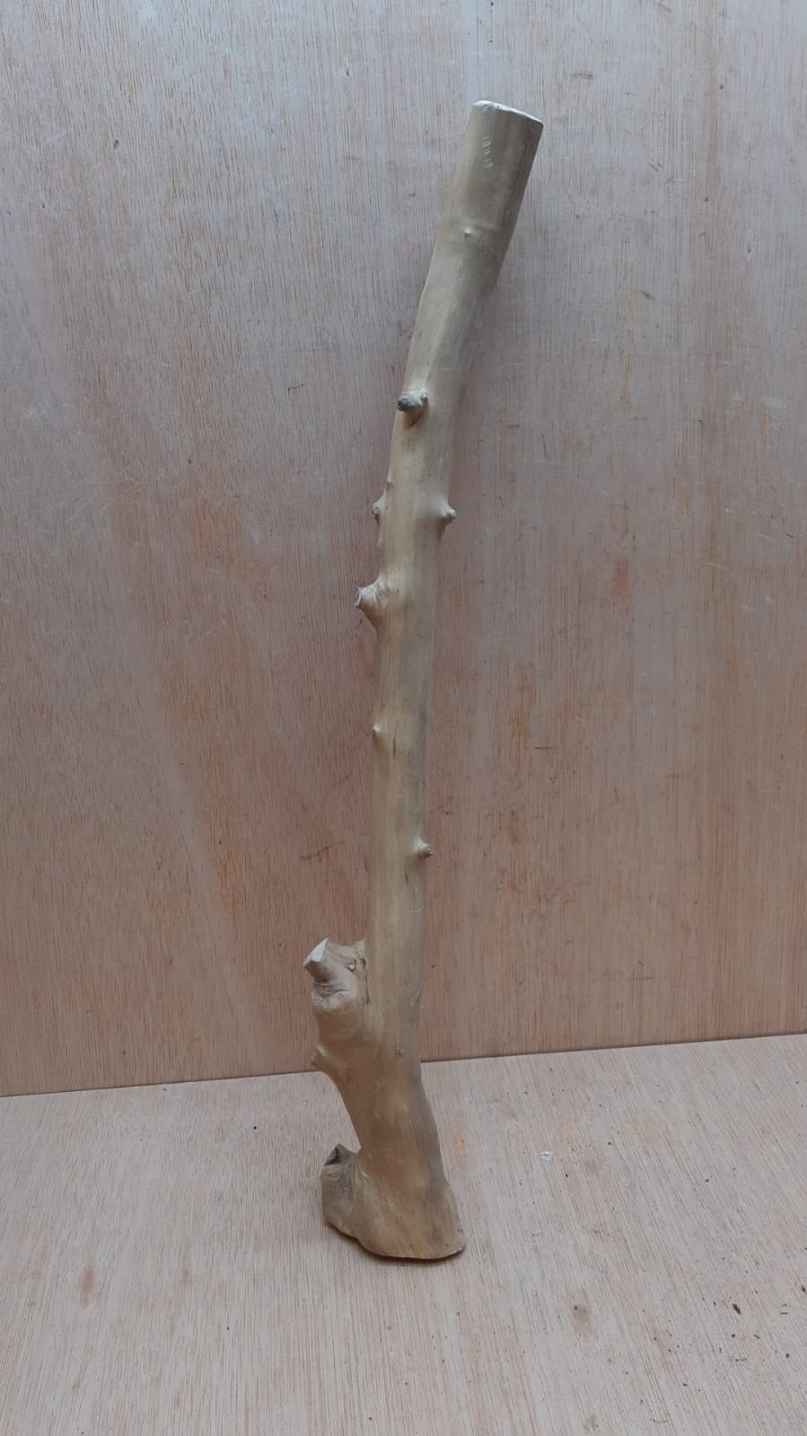 Java Wood - Single Stem - Large 14