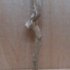 Java Wood - Single Stem - Large 15
