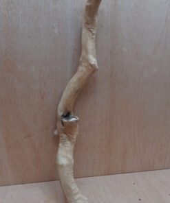 Java Wood - Single Stem - Large 19