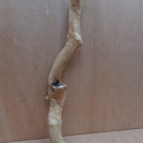 Java Wood - Single Stem - Large 19