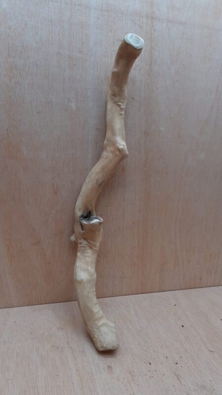 Java Wood - Single Stem - Large 19