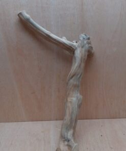 Java Wood - Single Stem - Large 20