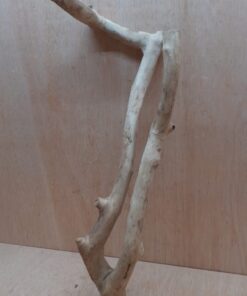 Java Wood - Double Stem - Large 20