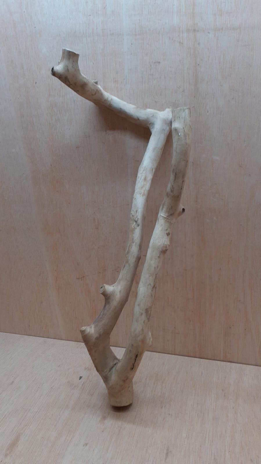 Java Wood - Double Stem - Large 20