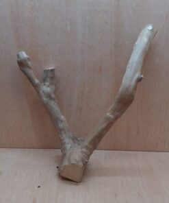 Java Wood - Double Stem - Large 14