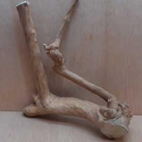 Java Wood - Double Stem - Large 15