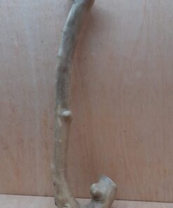 Java Wood - Single Stem - Large 11