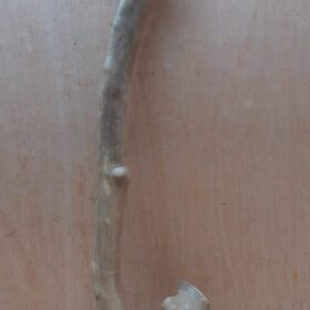 Java Wood - Single Stem - Large 11