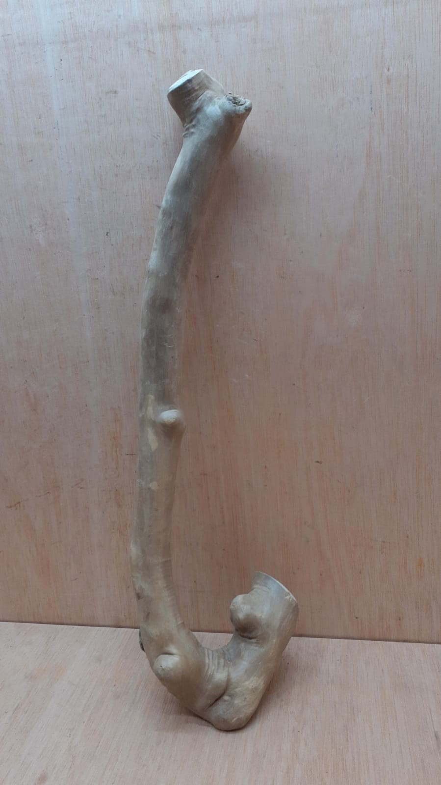 Java Wood - Single Stem - Large 11