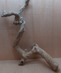 Java Wood - Double Stem - XL 12