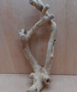 Java Wood - Double Stem - Medium 12