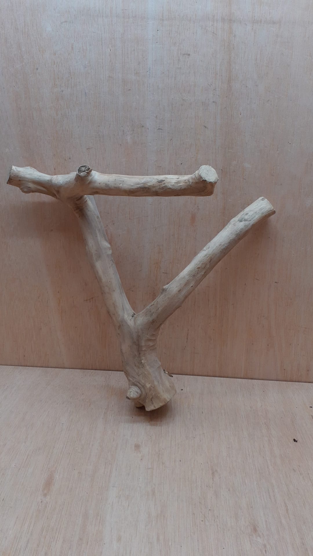 Java Wood - Double Stem - Medium 15