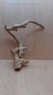 Java Wood - Single Stem - Large 17