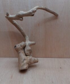 Java Wood - Single Stem - Large 17