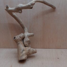 Java Wood - Single Stem - Large 17