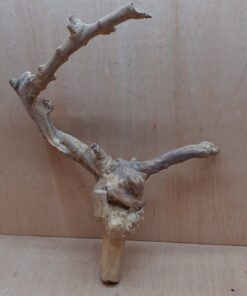 Java Wood - Double Stem - Large 11