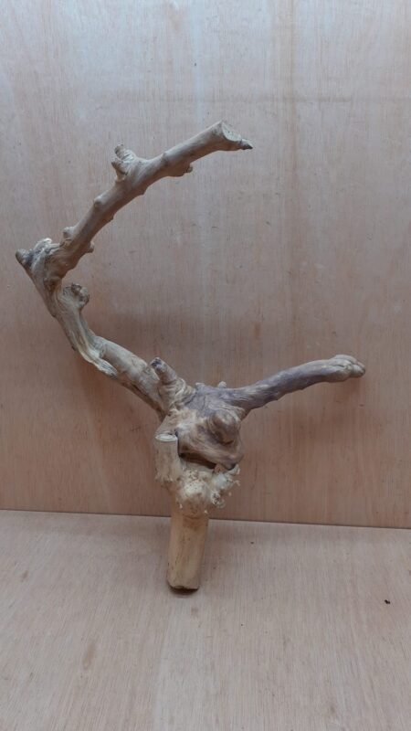Java Wood - Double Stem - Large 11