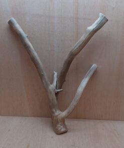 Java Wood - Double Stem - XL 12