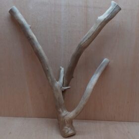 Java Wood - Double Stem - XL 12