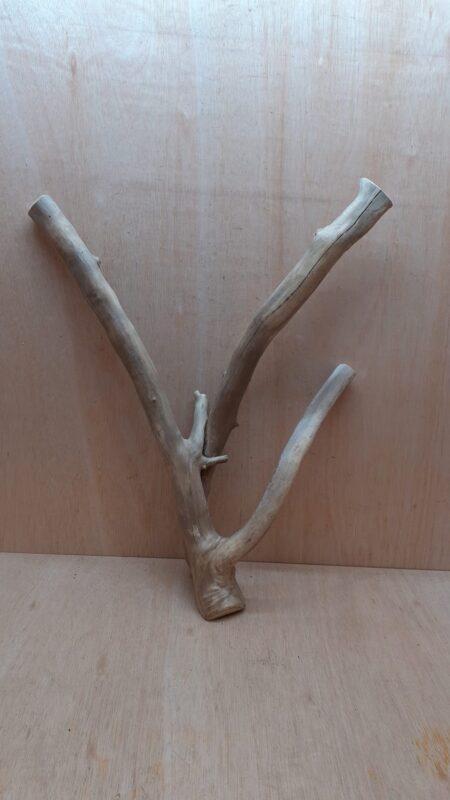 Java Wood - Double Stem - XL 12