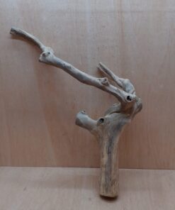 Java Wood - Double Stem - XL 16