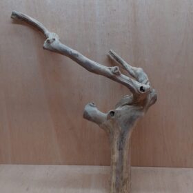 Java Wood - Double Stem - XL 16