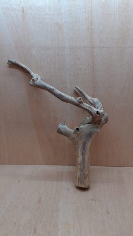 Java Wood - Double Stem - XL 16