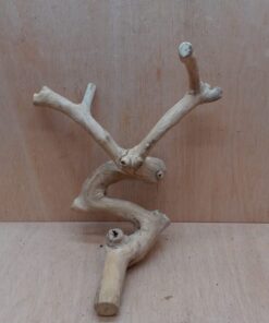 Java Wood - Double Stem - Medium 20