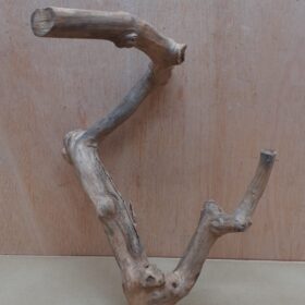 Java Wood - Double Stem - Medium 19