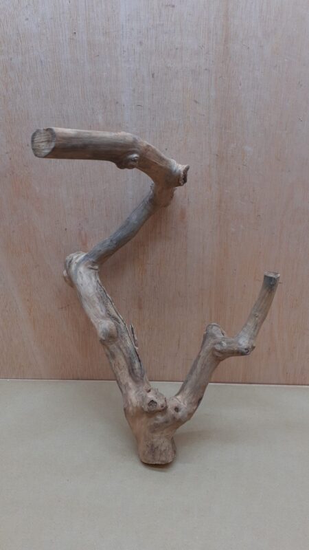 Java Wood - Double Stem - Medium 19