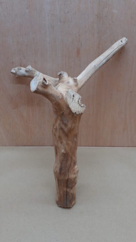 Java Wood - Double Stem - Medium 20