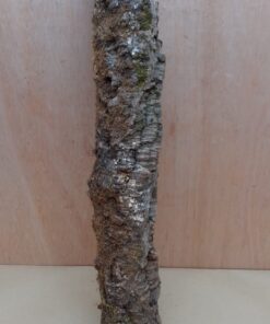 Small Cork Tube - 40-60cm - 25
