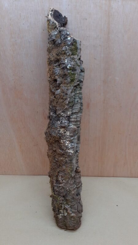 Small Cork Tube - 40-60cm - 25