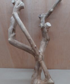 Java Wood - Double Stem - XL 13