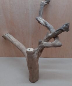 Java Wood - Double Stem - XL 15