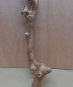 Java Wood - Single Stem - Large 17