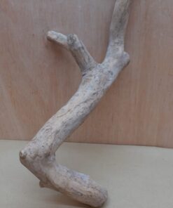 Java Wood - Double Stem - Medium 11