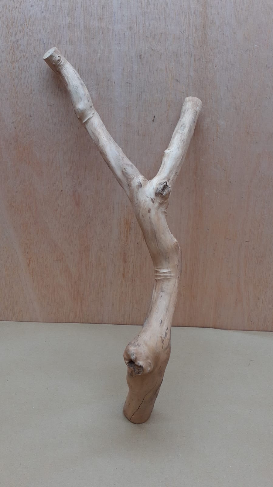 Java Wood - Double Stem - Large 13